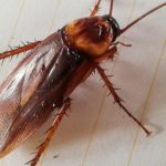 How Much Does Pest Control Cost?