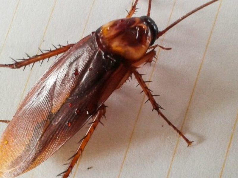 cockroach1